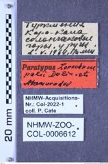 Etiketten zu Zorochros palii (Dolin & Atamuradov, 1987) (NHMW-ZOO-COL-0006612)